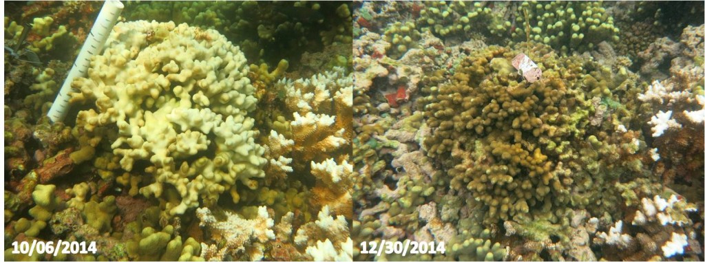 coral before and after bleaching
