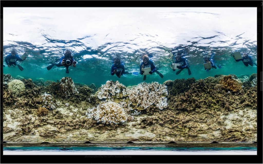 DAR Rapid Response Team surveying bleached corals