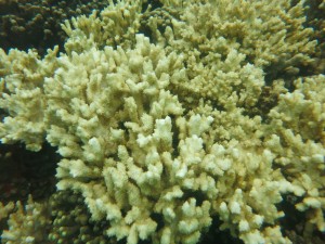Dead Montipora capitata_DLNR