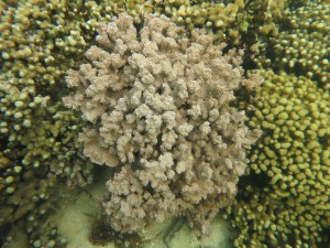 Diseased Montipora capitata_DLNR