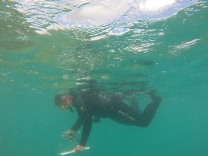 HIMB researcher conducting disease surveys in Kaneohe bay, photo credit: DLNR-DAR