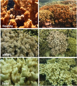 photo credit: DLNR-DAR