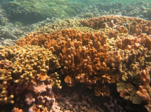 healthy Montipora capitata_DLNR2