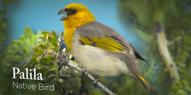 Watch the palila TV ad!