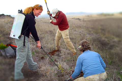 image of people tending to Mauna Kea lands