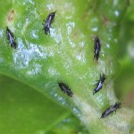 Microsoft Word - NPA naio thrips MASTER.doc