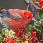 Apapane with ohia flowers (c) Jack Jeffrey