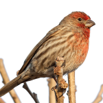House Finch