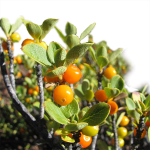 Pilo (c) Forest & Kim Starr