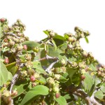 ‘Akoko (c) Forest & Kim Starr