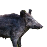 Eurasian boar (c) Fischer.H