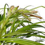 Carex wahuensis (c) G.D. Carr