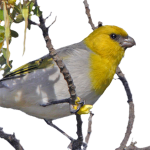 palila (c) Jack Jeffrey