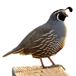 California quail (c) Don DeBold