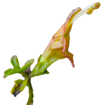 Stenogyne microphylla