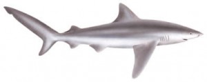 Image of Bignosed Shark