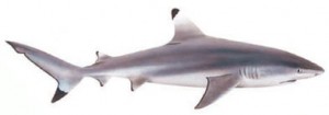 Image of Blacktip Reef Shark