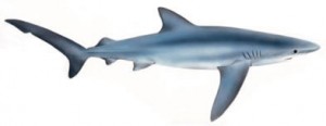 Image of Blue Shark