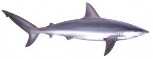 Image of Galapagos Shark