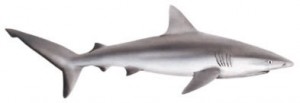 Image od Gray Reef Shark