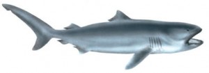 Image of Megamouth shark