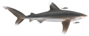 Image of Oceanic Whitetip Shark