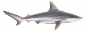 image of Sandbar shark