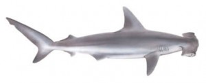 Image of Scallop Hammer Shark