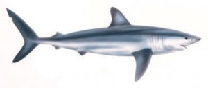 Image of Shortfin Mako Shark