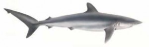 Image of Silky Shark