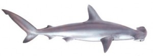 Image of Smooth Hammerhead Shark
