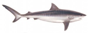 Image of Tiger Shark