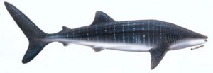 Image of Whale Shark