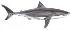 Image of White Shark
