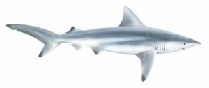 Image of Blacktip Shark
