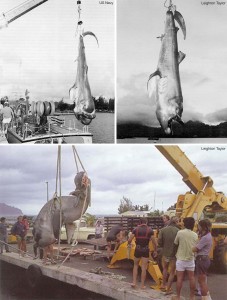 Megamouth composite photos