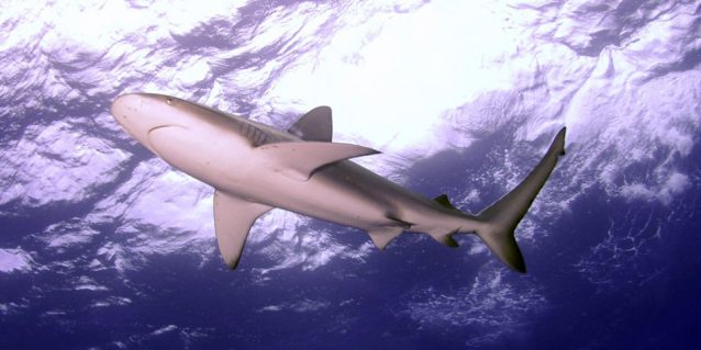 Shark from the bottom