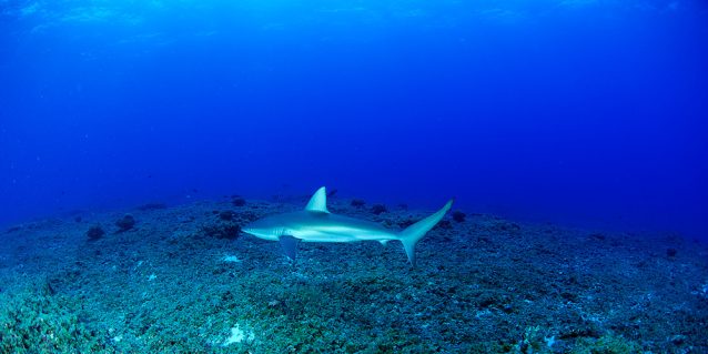 Shark in blue ocean