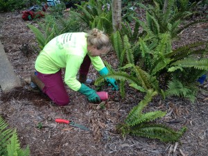 Invasive Specie Control