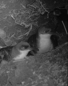 slider-wildlife-shearwaters_cropped