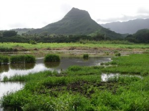 Kawainui_Marsh