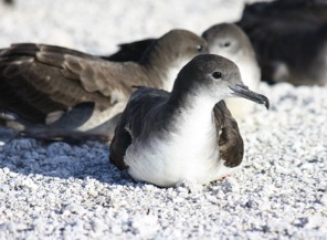 An image of an ʻuaʻu kani