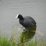 Photo of Hawaiian coot