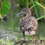 Hawaiian duck photo