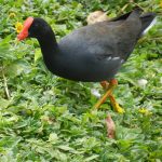 Hawaiian gallinule photo