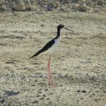 Hawaiian stilt photo