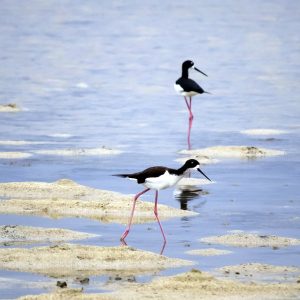 Hawaiian stilt