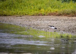 Image of a Ae'o (Hawaiian Stilt) in the Paiko Lagoon Wildlife Sanctuary