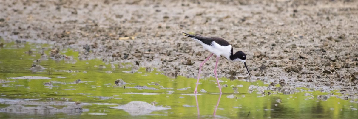 An image of an aeʻo