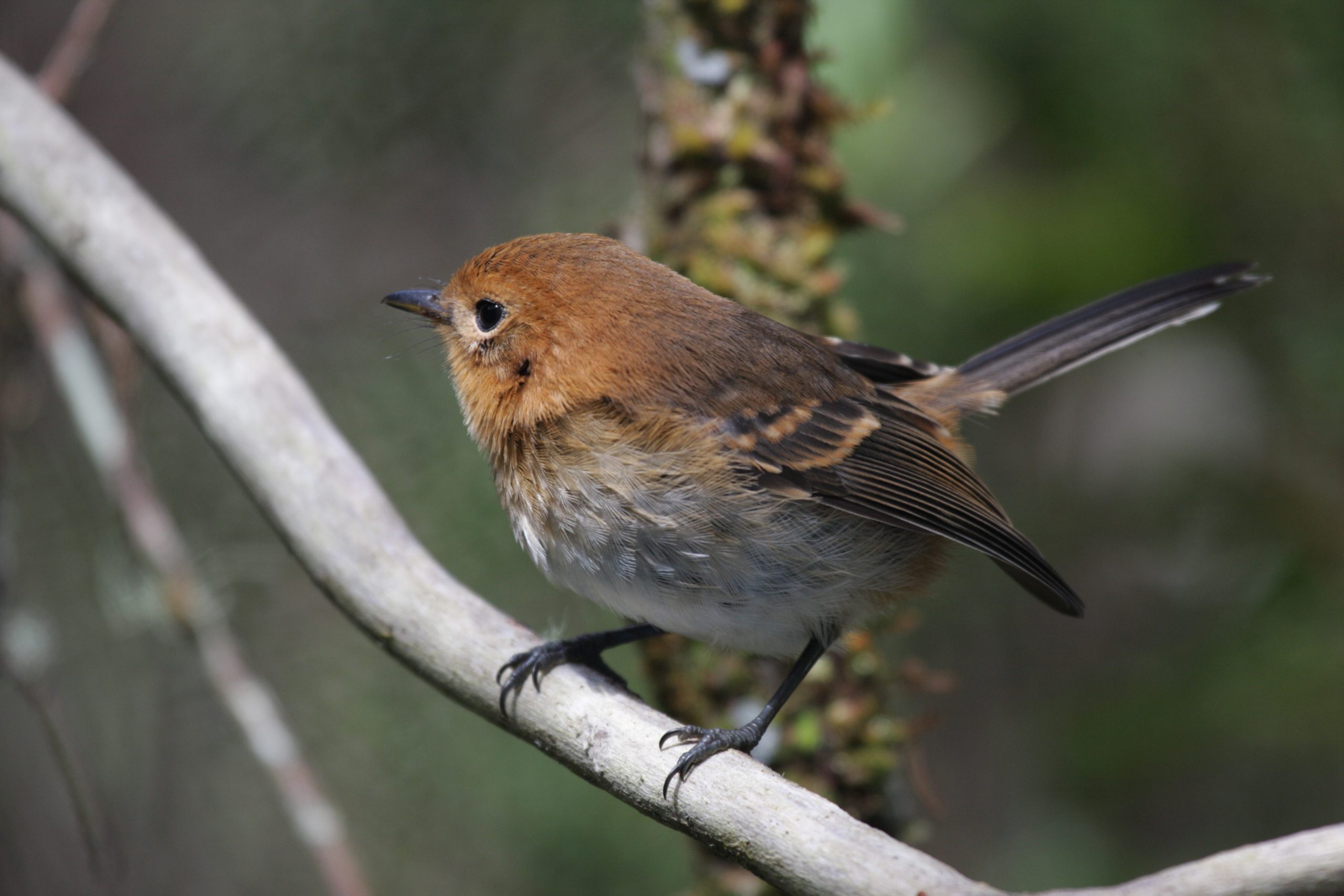 Image of Kaua'i 'Elepaio